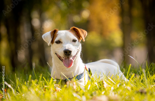 Portrait of cute jack russell terrier dog at the park.