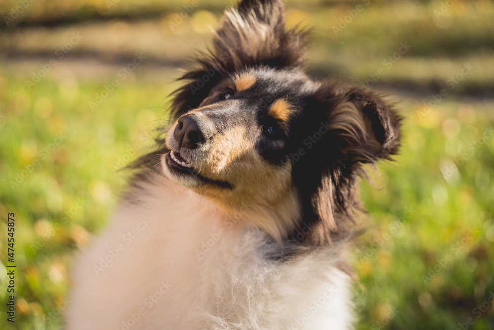 Portrait of cute rough collie dog at the park.