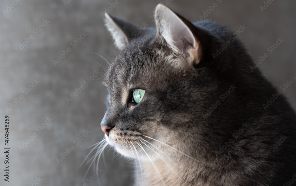 Close up View of Grey Cat Face