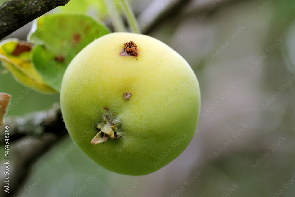 Apple fruit damaged by caterpillar of codling moth - Cydia pomonella. It is one of the most important pests in orchards and gardens. Apple fruit damaged by caterpillar of codling moth - Cydia pomonella. It is one of the most important pests in orchards and gardens.