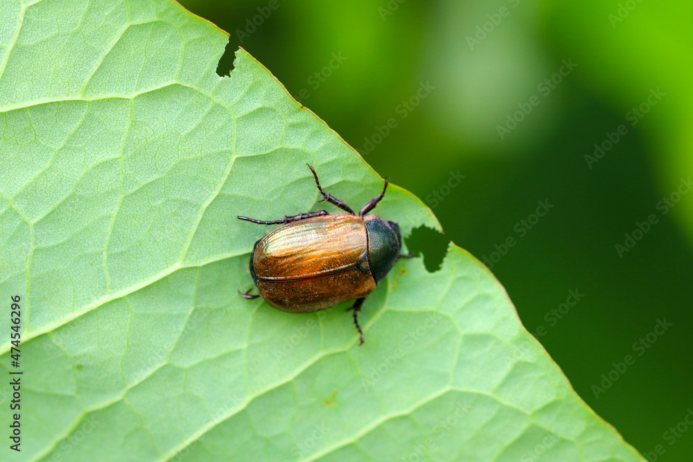 Closeup on Dune chafer beetle, Anomala dubia on a leaf on which it has eaten a piece of the leaf blade. Closeup on Dune chafer beetle, Anomala dubia on a leaf on which it has eaten a piece of the leaf blade.