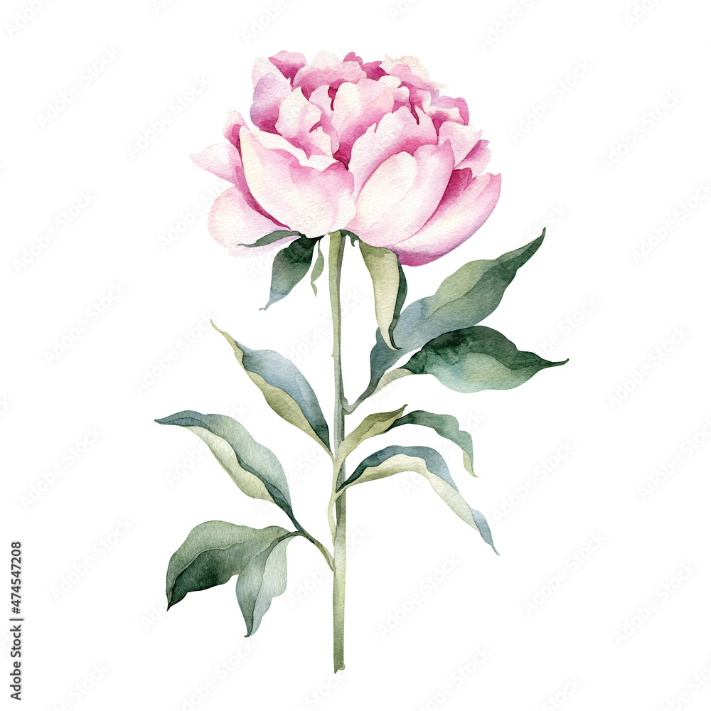 Watercolor botanical illustration of peony, spring flower. Natural object on white background for your design. Hand painted botanical element.