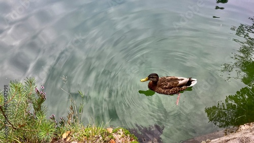 duck in the pond