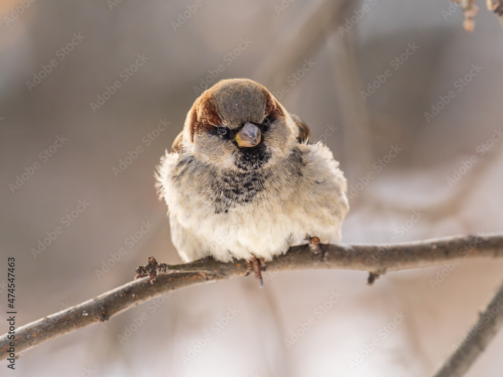 Naklejka Sparrow sits on a branch without leaves.