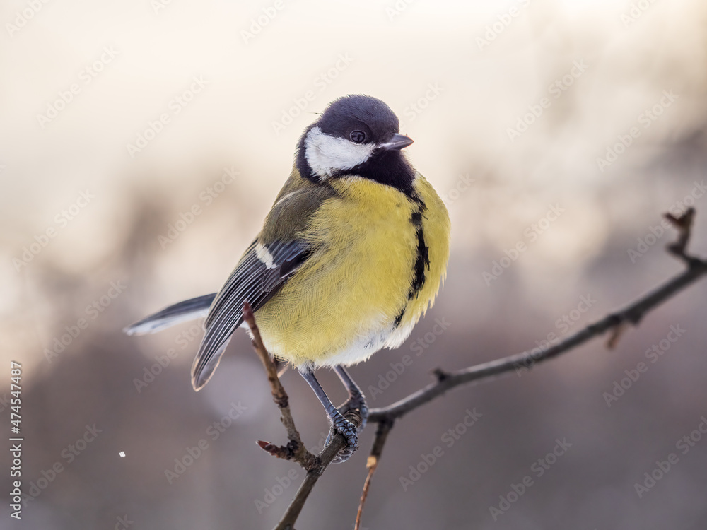 Obraz premium Cute bird Great tit, songbird sitting on a branch without leaves in the autumn or winter.