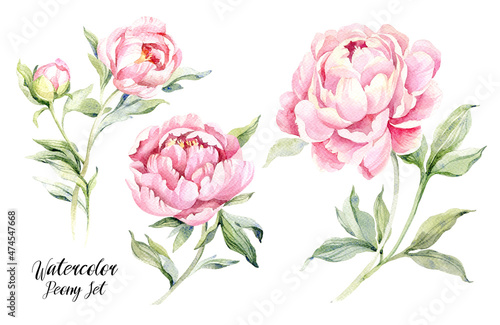 Watercolor botanical illustration of peonies. Natural objects isolated on white background for your design. Hand painted floral elements.