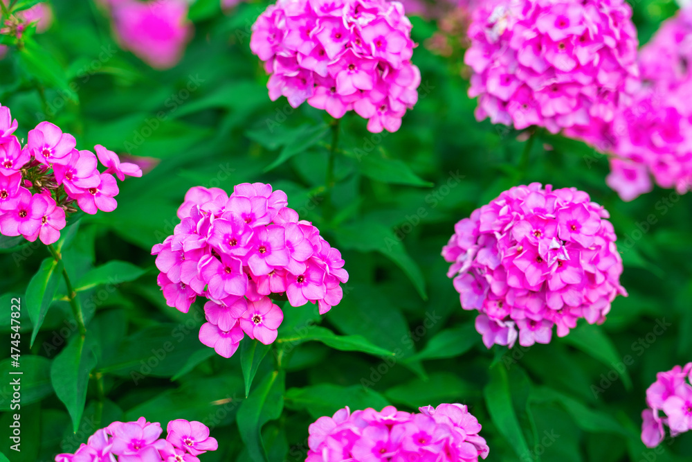 Pink flower phlox on a flower bed, selective focus, blurred Pink flower phlox on a flower bed, selective focus, blurred