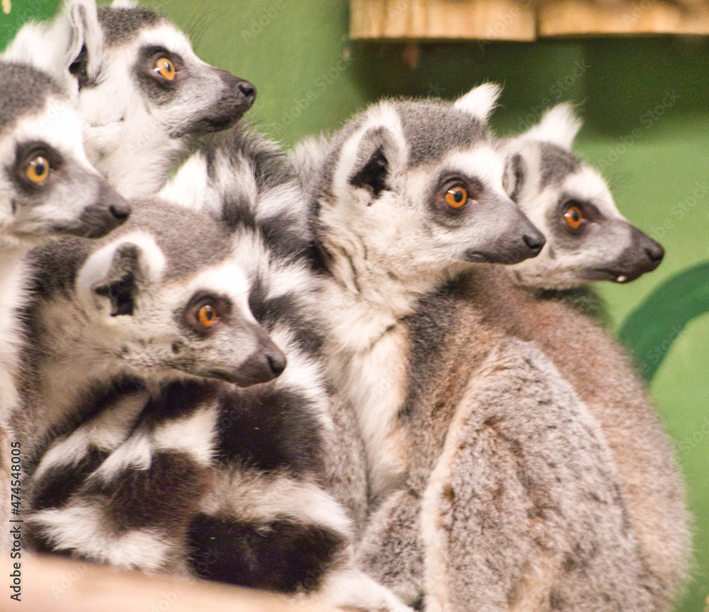 Fototapeta premium Ring Tail Lemurs