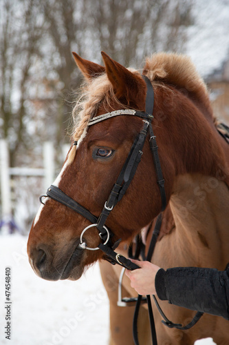 A beautiful chestnut red horse is waiting for training in the arena at winter