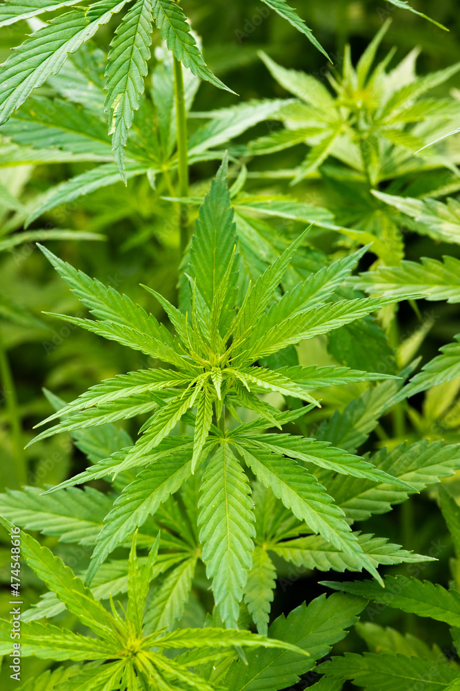 closeup of hemp plants on a plantation for medical use closeup of hemp plants on a plantation for medical use