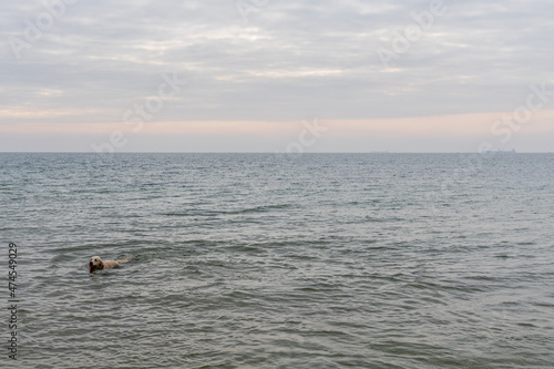 dog in the water of black sea on overcast day