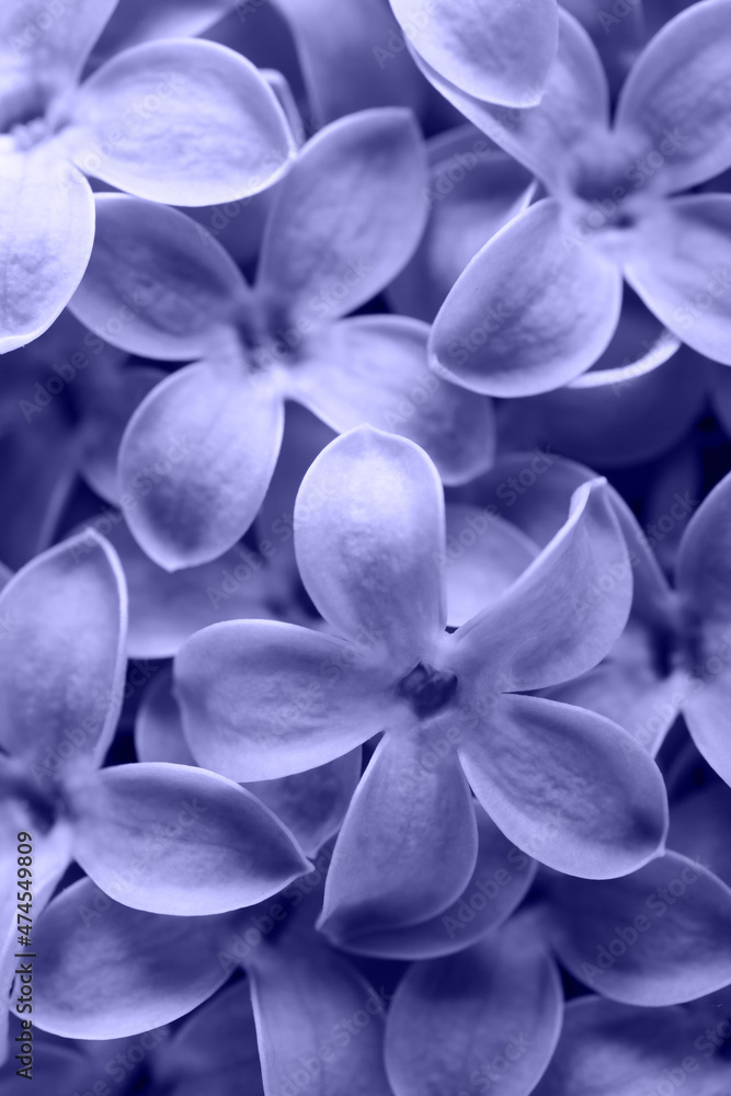 Macro shot of Lilac flowers, toned in trendy Color Of The Year 2022 - Very Peri. Beautiful natural pattern Macro shot of Lilac flowers, toned in trendy Color Of The Year 2022 - Very Peri. Beautiful natural pattern