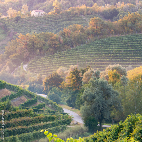 autumn foggy landscape with vineyard photo