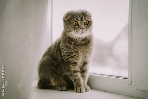 Lop-eared cat on the window