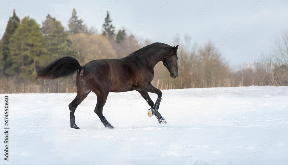 Beautiful black horse galloping through a winter snowy field during the day Beautiful black horse galloping through a winter snowy field during the day
