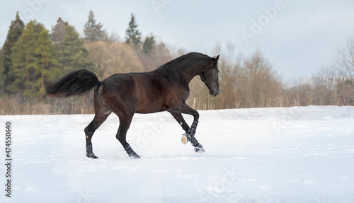 Beautiful black horse galloping through a winter snowy field during the day
