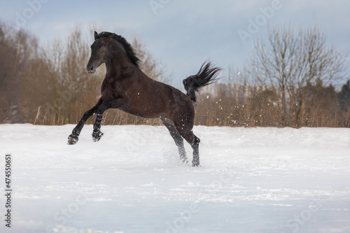A gnedy stallion running through a snowy winter field. Splashes of snow from under the horse © Naletova