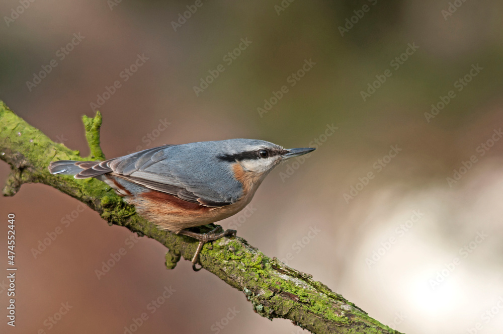 Fototapeta premium Nuthatch stands on a moss-covered branch on a beautiful sunny day. The background is great, autumn tones of nature and blurred colors.