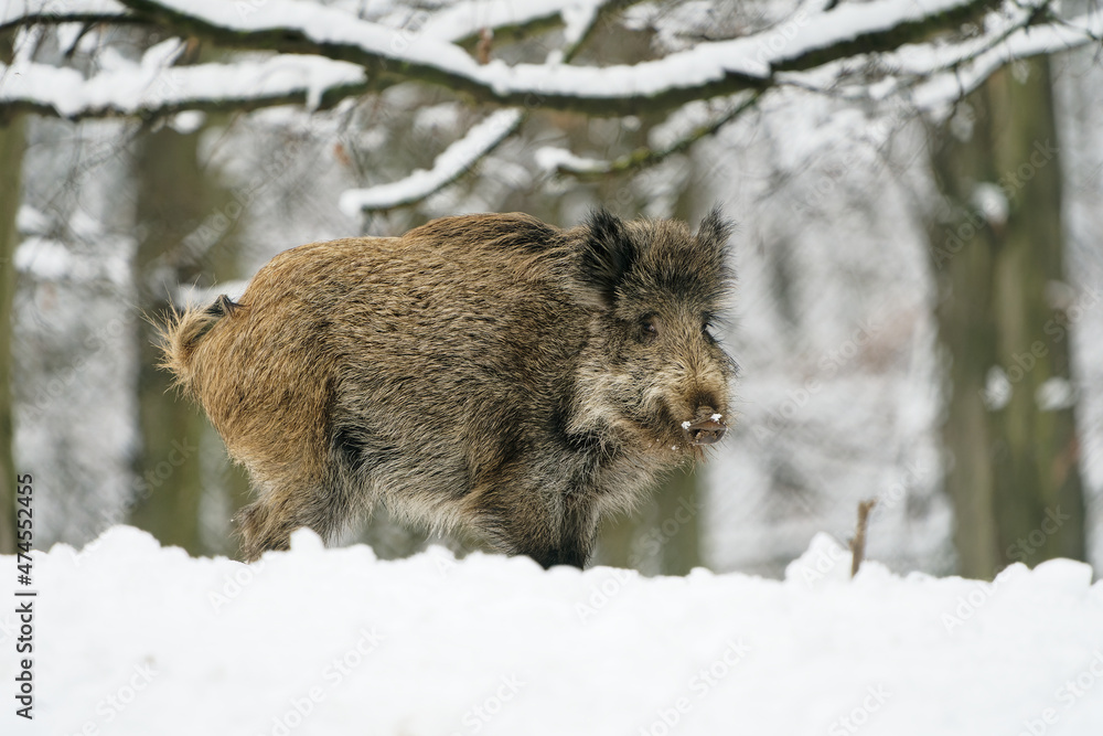 Eurasian Wild Boar - Sus scrofa also wild swine, common wild pig, Eurasian wild pig, suid native to much of Eurasia and North Africa on the white snow in winter in Europe Eurasian Wild Boar - Sus scrofa also wild swine, common wild pig, Eurasian wild pig, suid native to much of Eurasia and North Africa on the white snow in winter in Europe