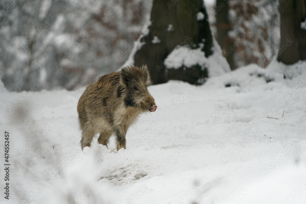 Eurasian Wild Boar - Sus scrofa also wild swine, common wild pig, Eurasian wild pig, suid native to much of Eurasia and North Africa on the white snow in winter in Europe Eurasian Wild Boar - Sus scrofa also wild swine, common wild pig, Eurasian wild pig, suid native to much of Eurasia and North Africa on the white snow in winter in Europe