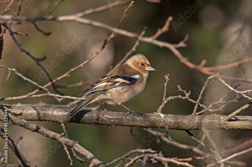 Fringilla coelebs stands on a tree branch and observes the surroundings, Autumn day, sunny and quiet. The background behind the branches is blurred by natural green and brown tones. © Misha