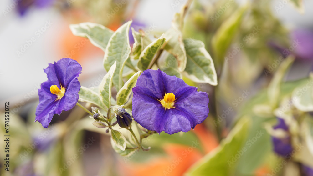 Arbre à gentiane Variegata'ou morelle de rantonnet (Lycianthes rantonnetii). Arbuste buissonnant à floraison spectaculaire étoilée, bleu-violet à coeur jaune clair, feuillage panaché de jaune-crème