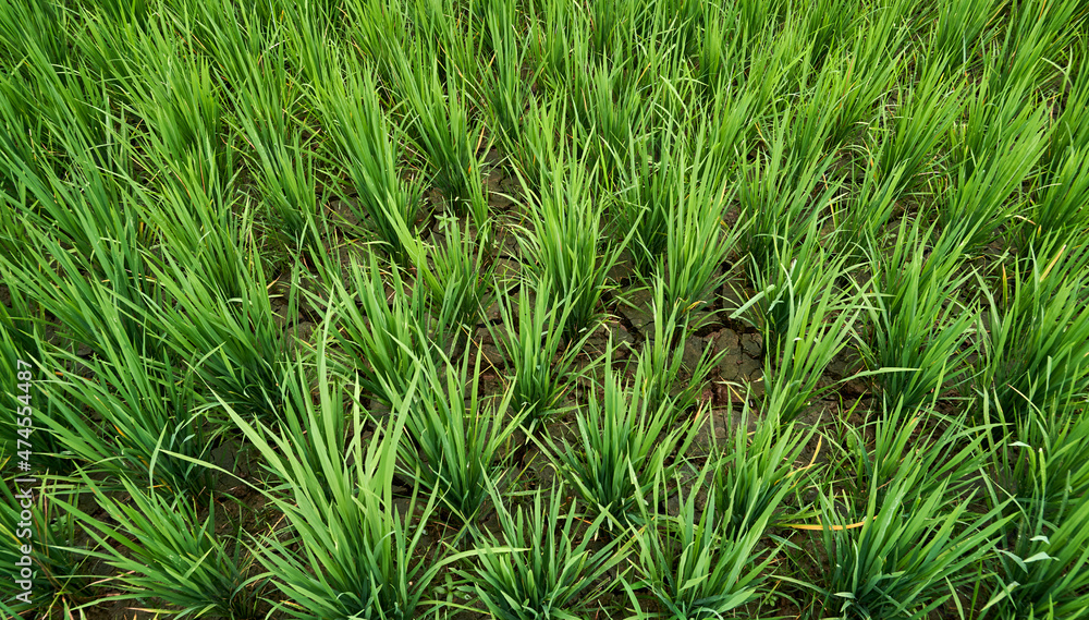 green rice fields grow fresh green rice fields grow fresh