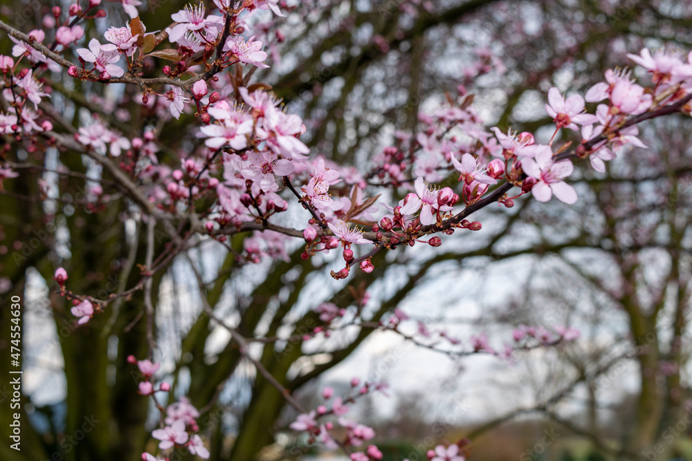 Obraz premium pink blossom