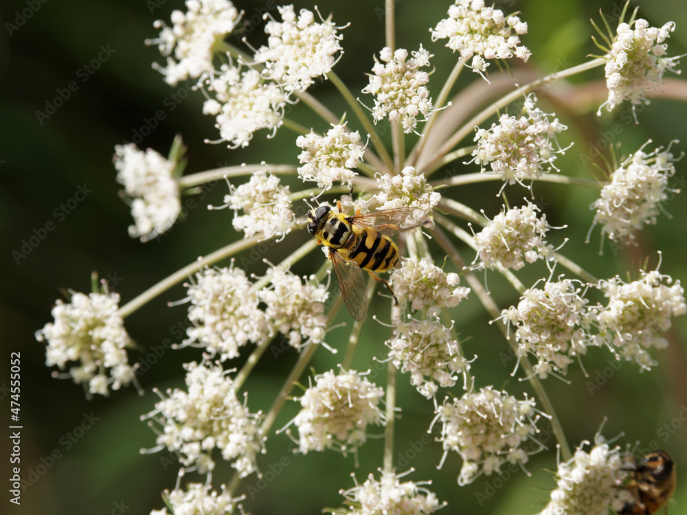 Myathropa florea | Eristale des fleurs | Syrphe tête de mort | Syrphe des fleurs | Mouche tête de mort. Joli mouche syrphe rayé de noir et jaune Myathropa florea | Eristale des fleurs | Syrphe tête de mort | Syrphe des fleurs | Mouche tête de mort. Joli mouche syrphe rayé de noir et jaune