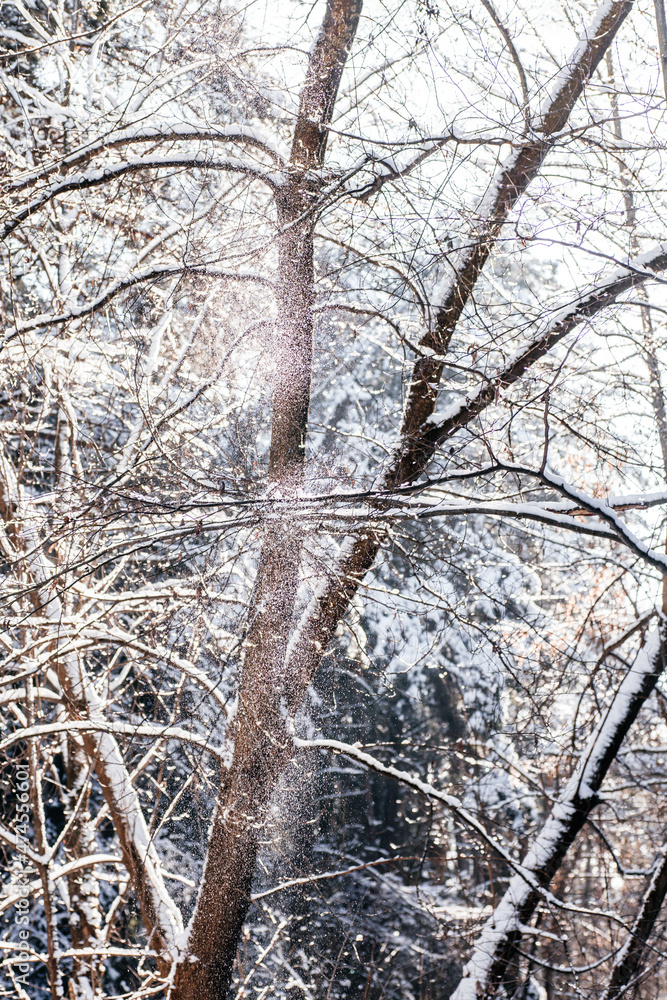 Beautiful winter forest by day. Vertical photo of trees covered with snow. Winter's Tale. Winter landscape. Beautiful winter forest by day. Vertical photo of trees covered with snow. Winter's Tale. Winter landscape.