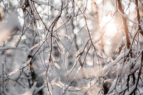 The sun shines through the branches of a snow-covered tree. Winter frosty sunset in the forest. Winter's tale. Magic photo of winter snowy forest close up.