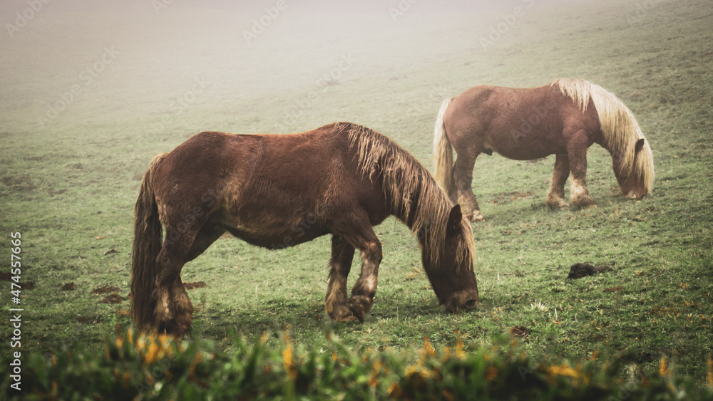 Fototapeta premium Horses eating grass in the fog with a mysterious atmosphere
