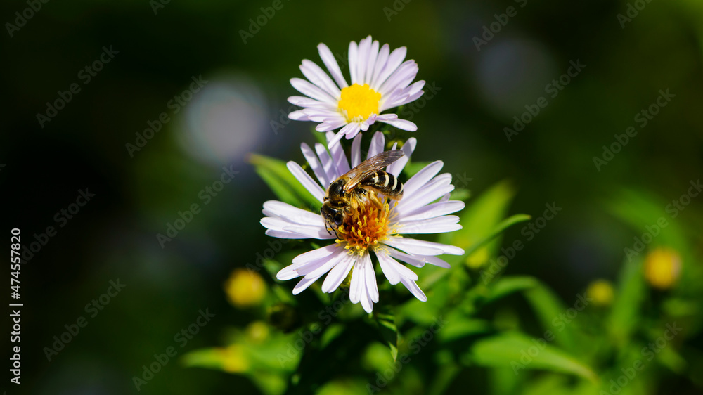little wasp on a field daisy. insect in nature, collects pollen. field chamomile Matricaria, flowering plant of the Asteraceae family. Summer meadow, flowering blossom. close-up, macro photo little wasp on a field daisy. insect in nature, collects pollen. field chamomile Matricaria, flowering plant of the Asteraceae family. Summer meadow, flowering blossom. close-up, macro photo