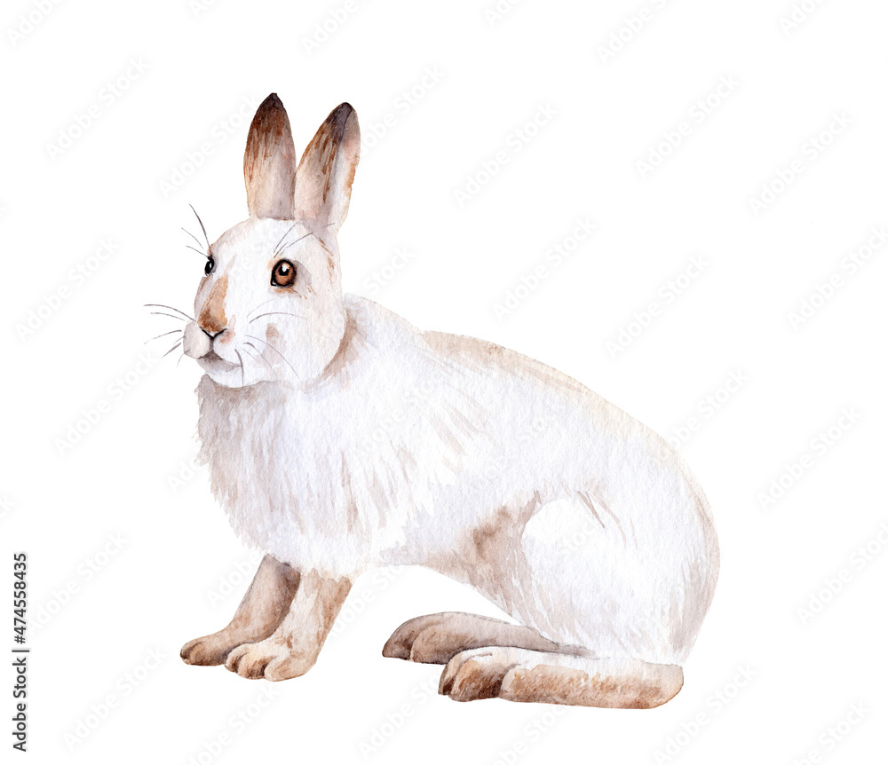 Obraz premium watercolor drawing of an animal - white hare, realism