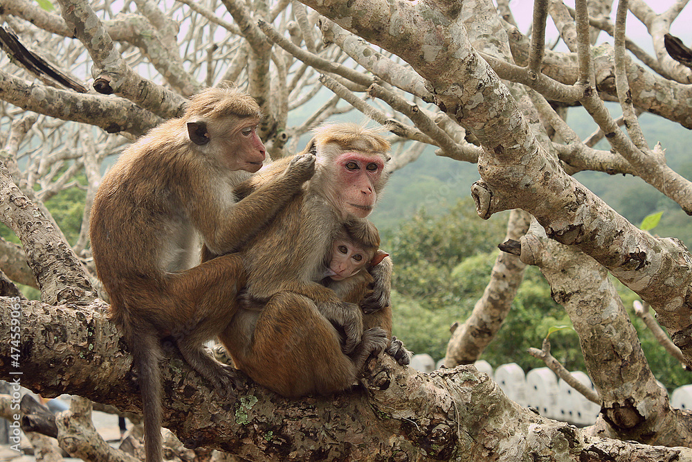 Fototapeta premium A family of monkeys with a baby monkey sits in a tree branch. Animal world of wild nature