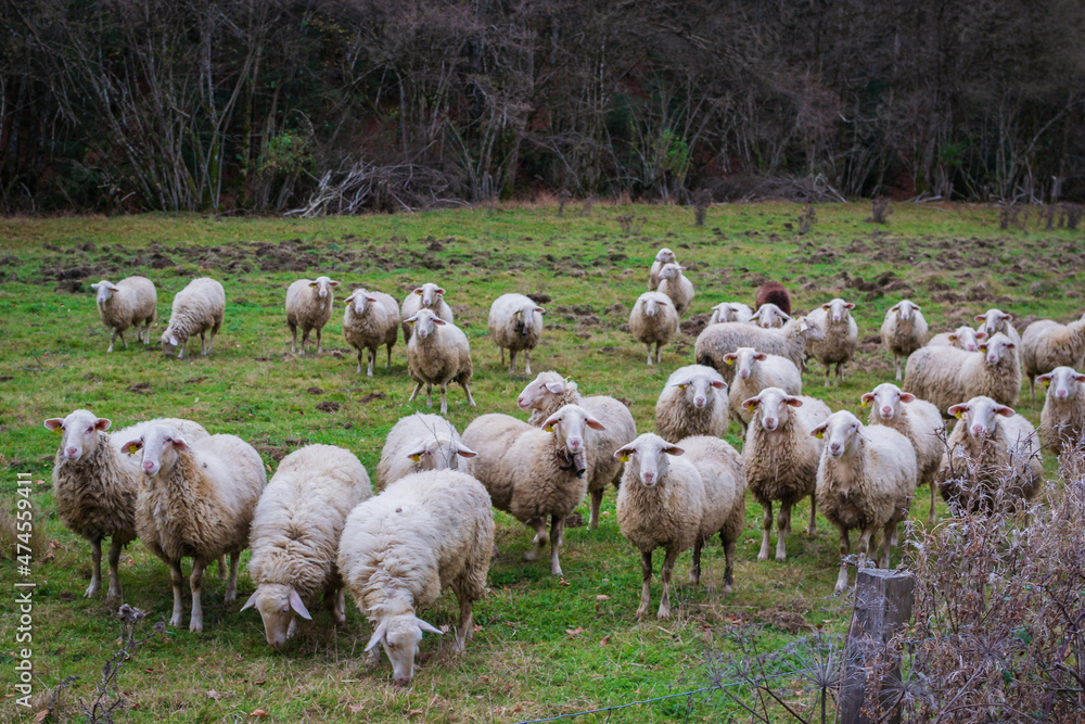 Obraz premium Cityscape of Selva de Irati (Navarra, Spain)