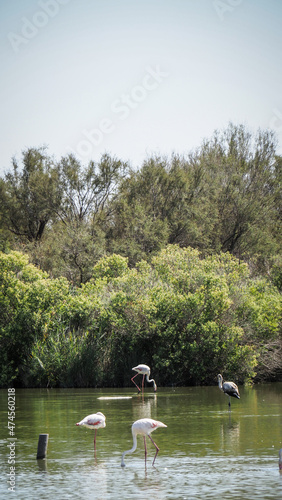 Foto Ornithological Park of Pont de Gau