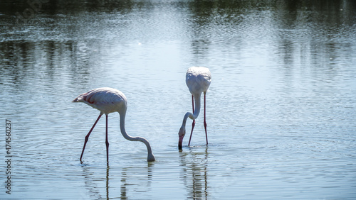 Fotografie Ornithological Park of Pont de Gau
