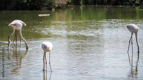 Принти на полотні Ornithological Park of Pont de Gau