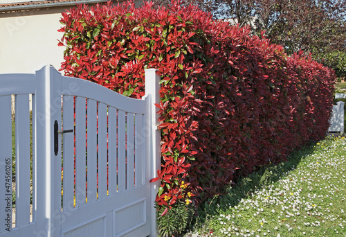 Haie de Photinia red robin photo