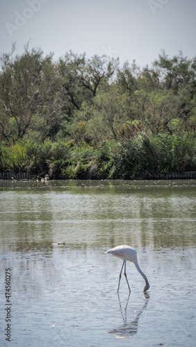 Ornithological Park of Pont de Gau