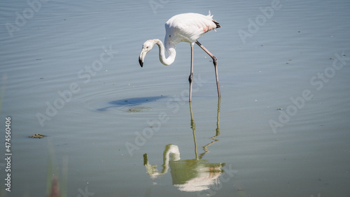 Fotografie Ornithological Park of Pont de Gau