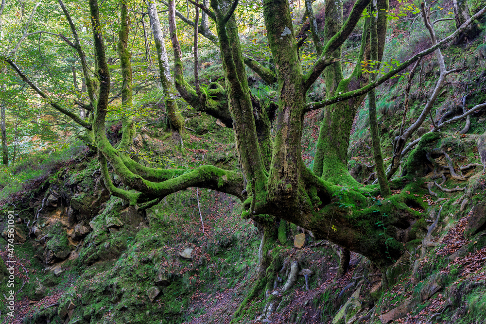 belaustegui beech forest, gorbea natural park, biscay, basque country, spain