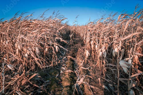 morning in the cornfield © Miroslav Bakoš