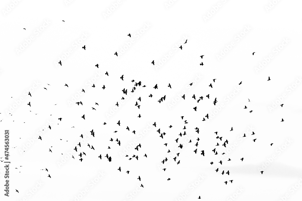 The flock of flying birds