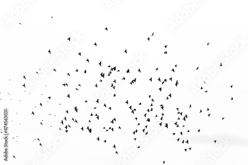 The flock of flying birds