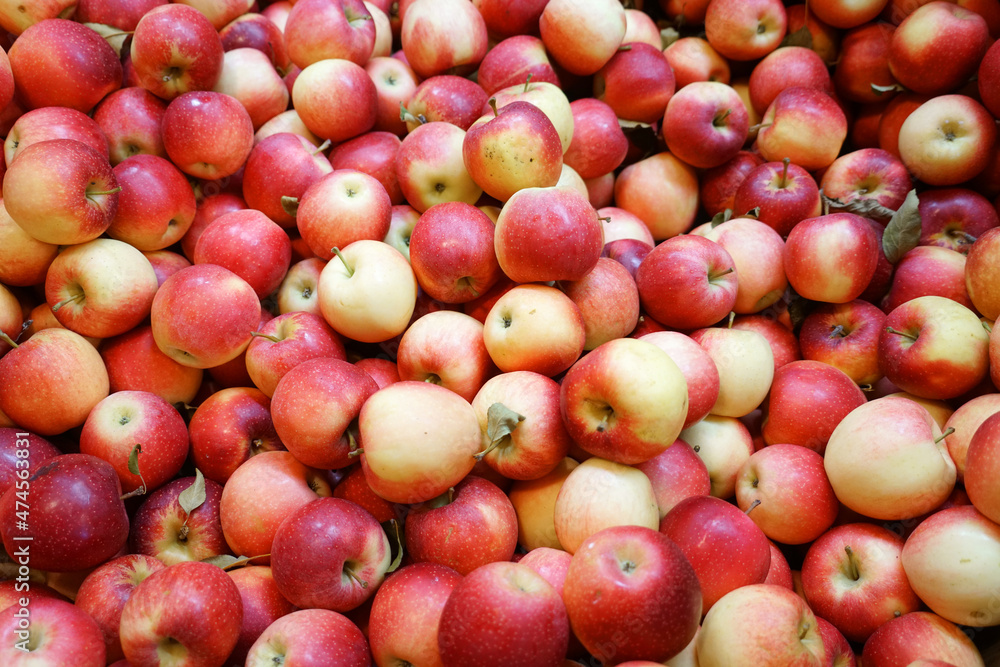 Fresh picked apples background in the harvest season Fresh picked apples background in the harvest season