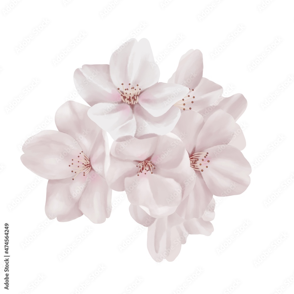 Fototapeta premium 水彩風 落ち着いた色合いのリアルな桜の枝 線画なし