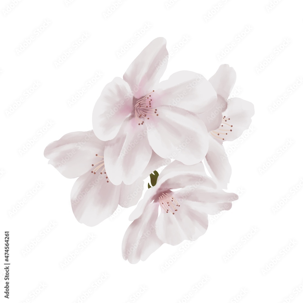Fototapeta premium 水彩風 落ち着いた色合いのリアルな桜の枝 線画なし