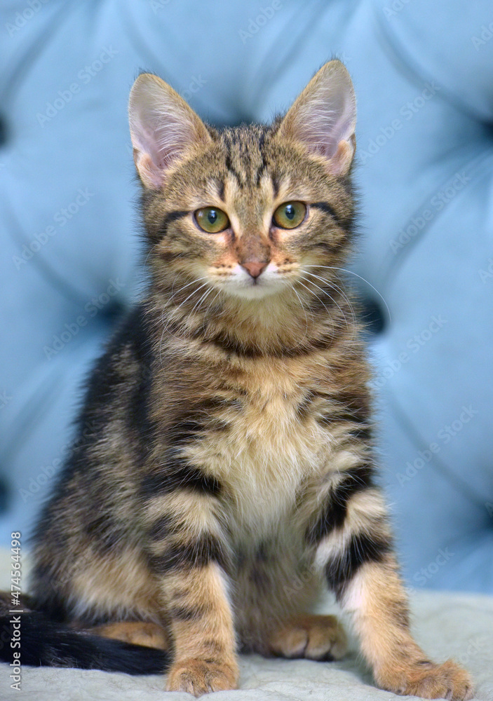 brown tabby cute fluffy kitten brown tabby cute fluffy kitten
